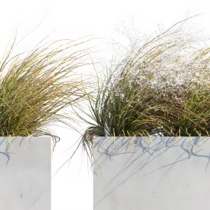 Plant in pots