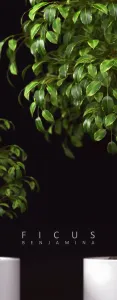 Plants 2