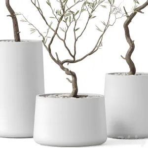 Plants collection