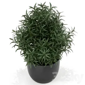 Plants collection