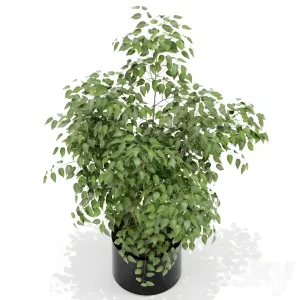 Plants collection
