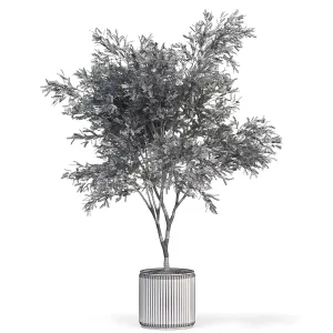 Plants collection