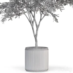 Plants collection