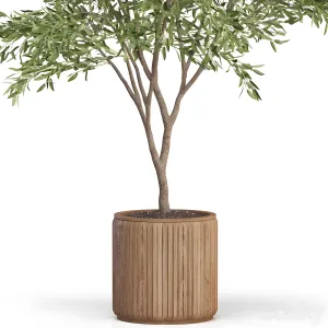 Plants collection