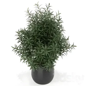 Plants collection