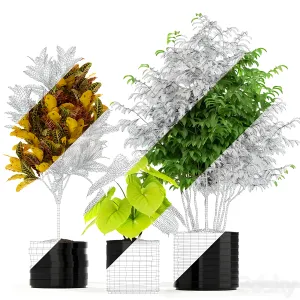 Plants collection