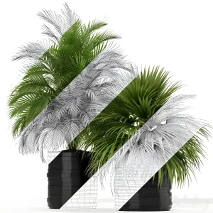 Plants collection