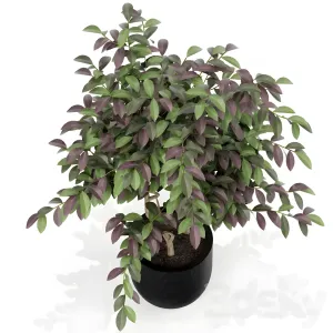 Plants collection