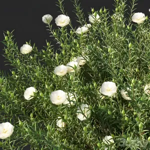 Portulaca grandiflora