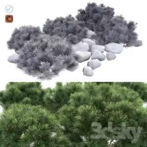 Pumil mountain pine