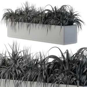 Ranch grass plants in box