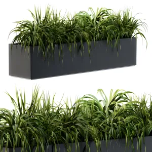 Ranch grass plants in box