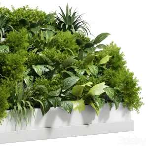 Stairs plant collection outdoor indoor plant