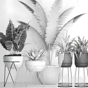 The collection of plants in pots