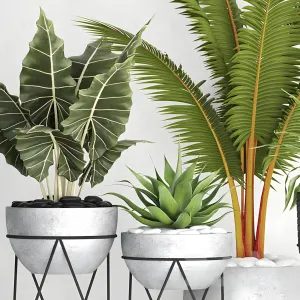 The collection of plants in pots