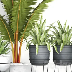 The collection of plants in pots