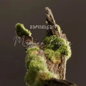 Marlina Beauty