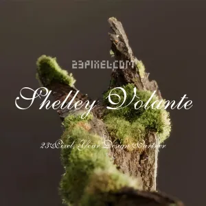 Shelley Volante