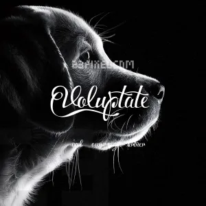 Voluptate Demo