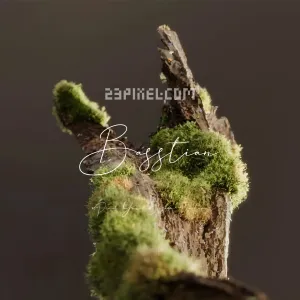 Basstian