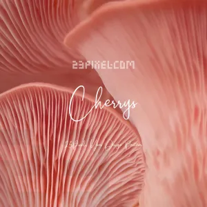 Cherrys