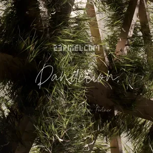 Dandelion