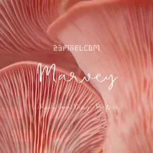 Marvey