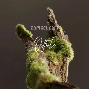 Osttrola