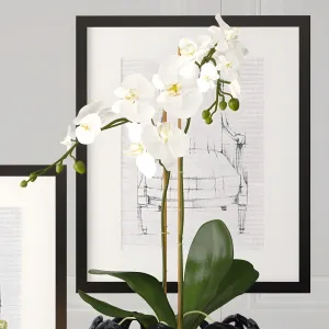 Decoration