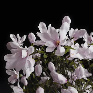 Decoration magnolia vases
