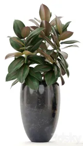 Decorative 53