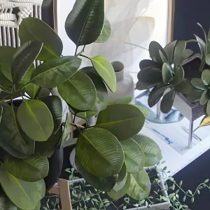 Decorative ficus