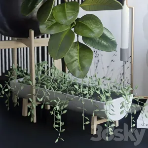 Decorative ficus