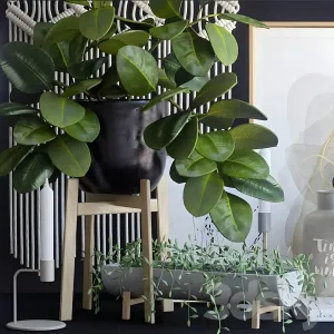 Decorative ficus
