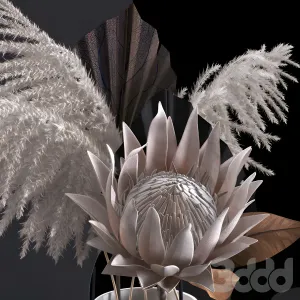 Decorative with proteus