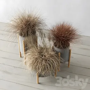 Sedge in concrete pots