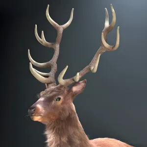 Resting deer