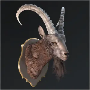 Siberian ibex