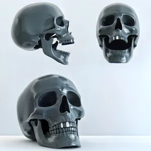 Skull