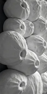 Sea Urchin Wall Sculpture