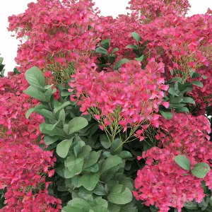 Lagerstroemia indica