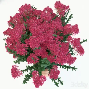 Lagerstroemia indica