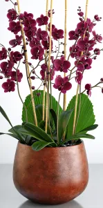 Orchid