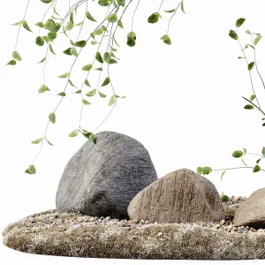 Decoration Indoor Plant