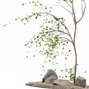 Decoration Indoor Plant