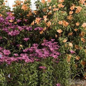 Garden Set colorful Flower Bush Outdoor Plants Set