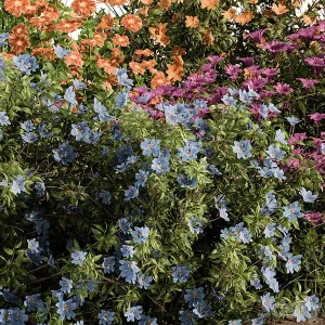Garden Set colorful Flower Bush Outdoor Plants Set