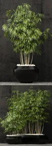 Plants collection