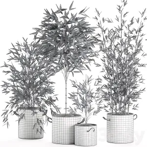 A collection of small lush bamboo bushes Set