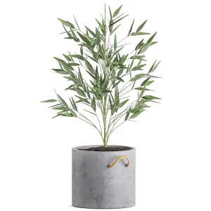 A collection of small lush bamboo bushes Set